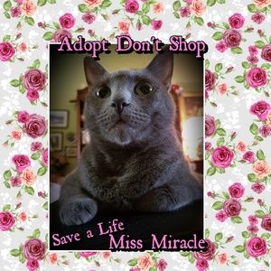 Save a life and visit your local Shelter💖